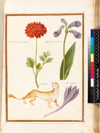 Ranuncolo, digitale, colchico e un leopardo da Nicolas Robert